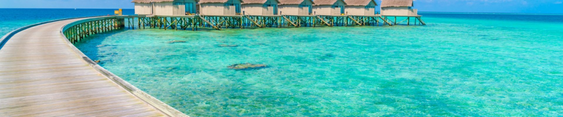 Découvrez la diversité de la faune terrestre aux Maldives !