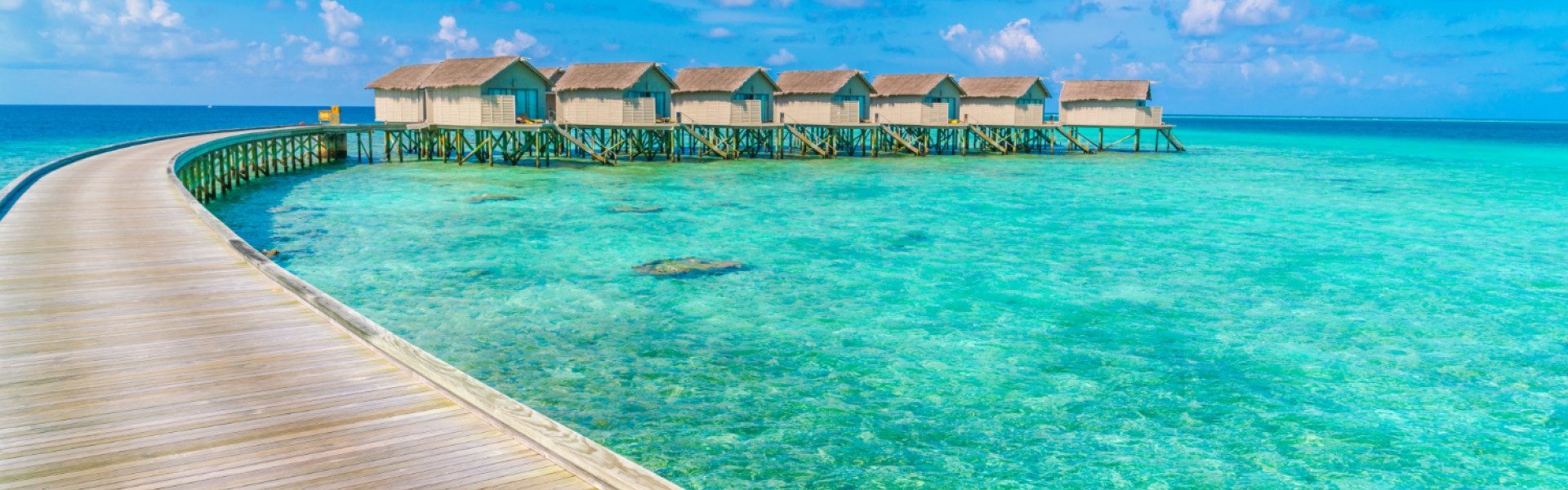 Découvrez la diversité de la faune terrestre aux Maldives !