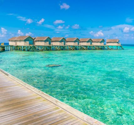 Découvrez la diversité de la faune terrestre aux Maldives !