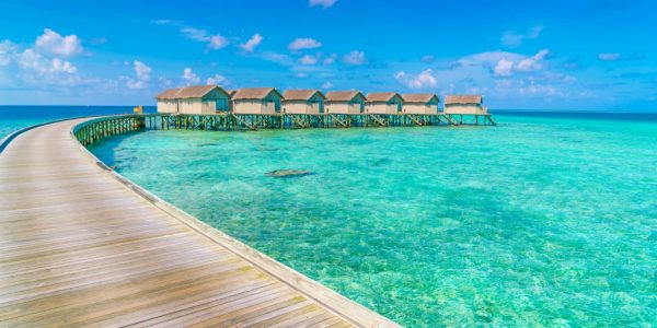 Découvrez la diversité de la faune terrestre aux Maldives !