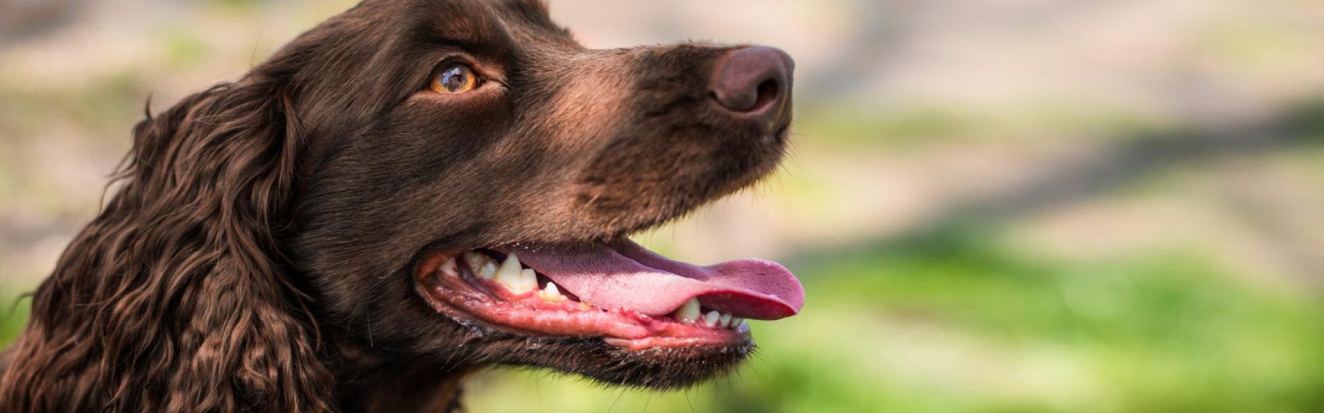 Assurance chien de chasse : dénicher le meilleur tarif facilement