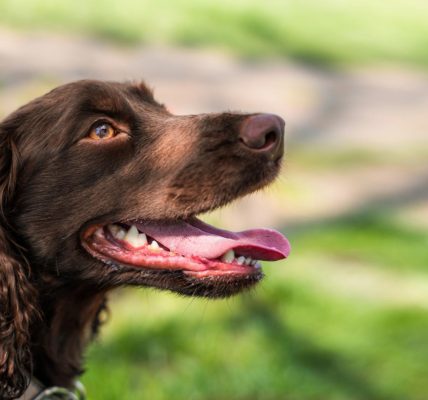 Assurance chien de chasse : dénicher le meilleur tarif facilement