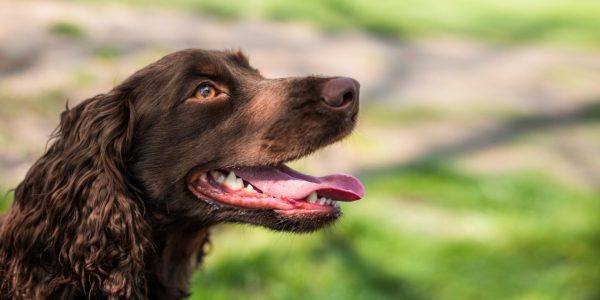 Assurance chien de chasse : dénicher le meilleur tarif facilement