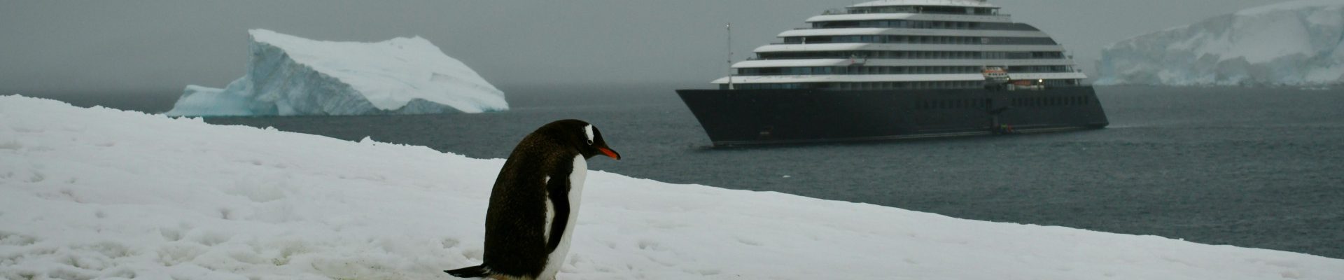 Sur la route des pôles : votre aventure en croisière en antarctique
