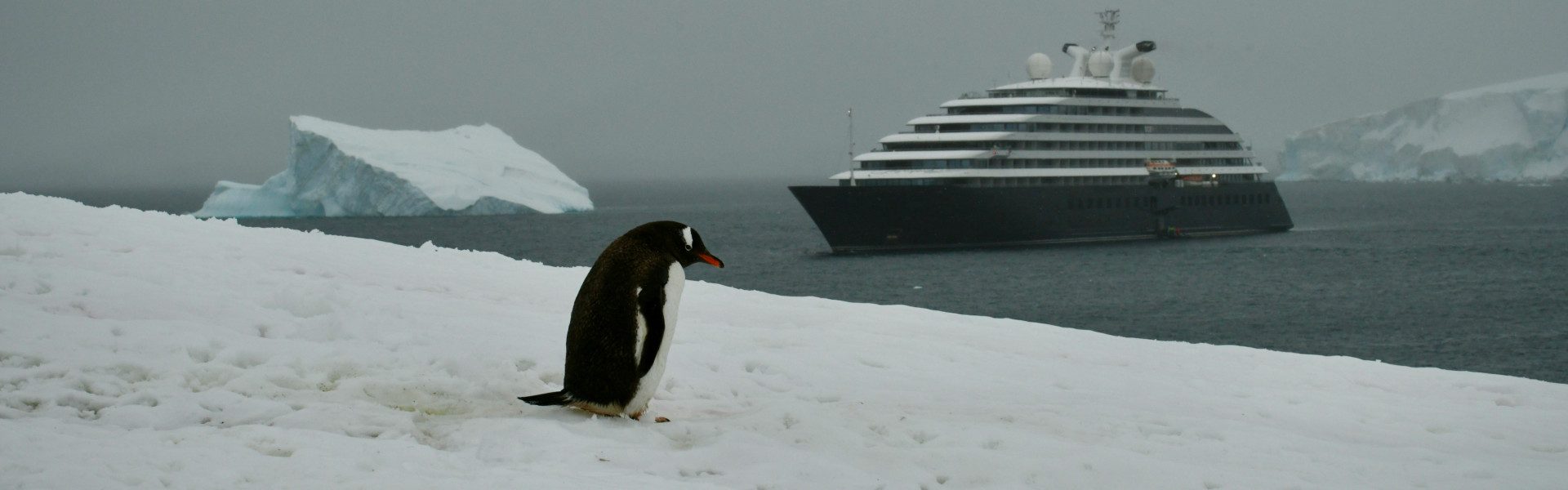 Sur la route des pôles : votre aventure en croisière en antarctique
