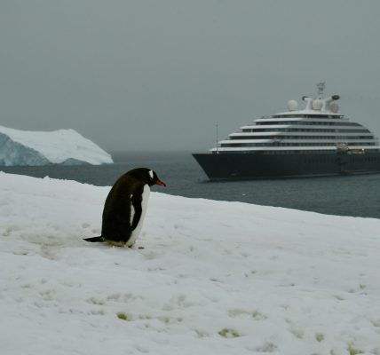 Sur la route des pôles : votre aventure en croisière en antarctique
