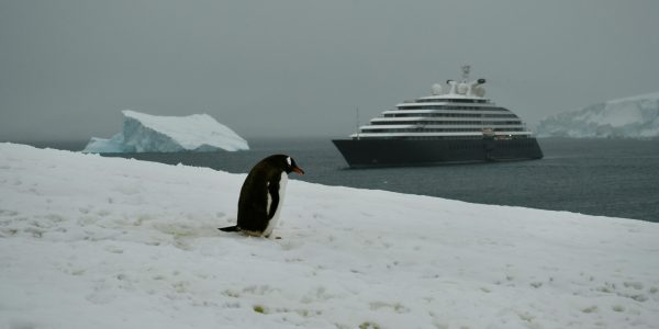 Sur la route des pôles : votre aventure en croisière en antarctique