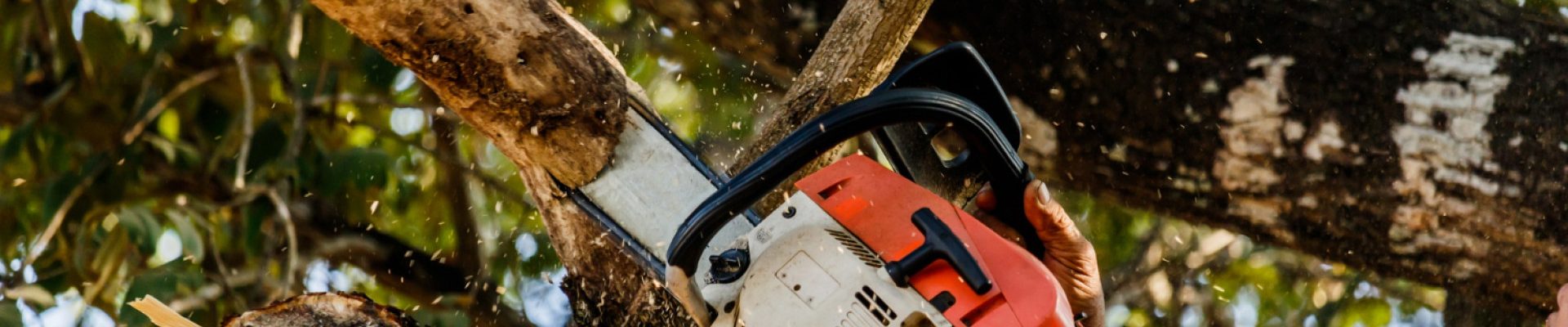 Pourquoi faire appel à un élagueur en Vendée ?