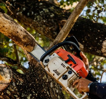 Pourquoi faire appel à un élagueur en Vendée ?